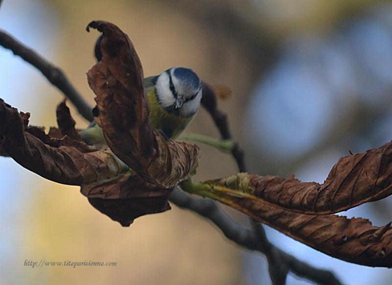 Lac des Minimes : Petite mésange bleue