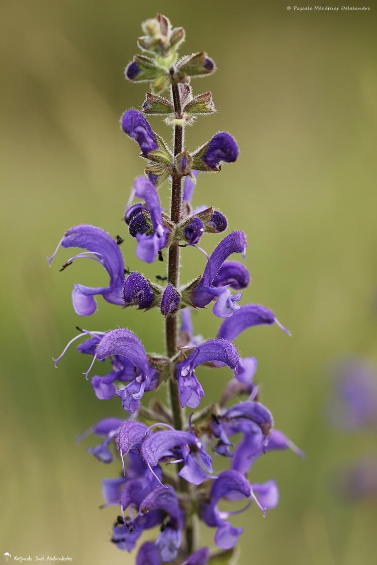 Sauge à feuilles de verveine - Salvia verbenaca