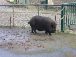  * Wattrelos - Le Parc du Lion