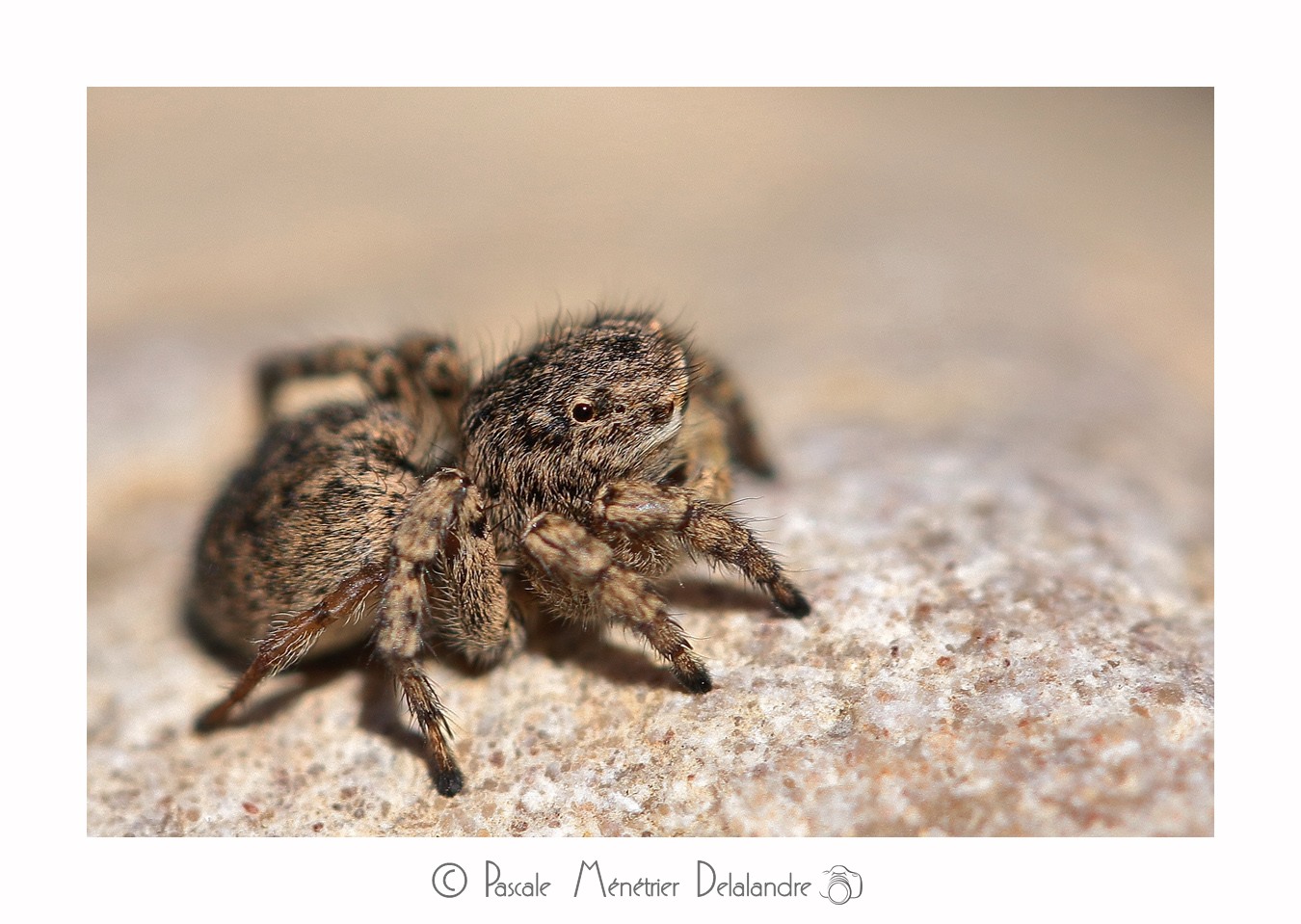 Saltique marqué ♀ - Aelurillus v-insignitus (Clerck, 1758)