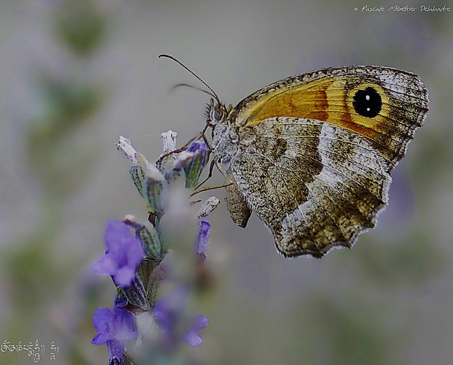 Le Myrtil (Maniola jurtina) - Nymphalidae
