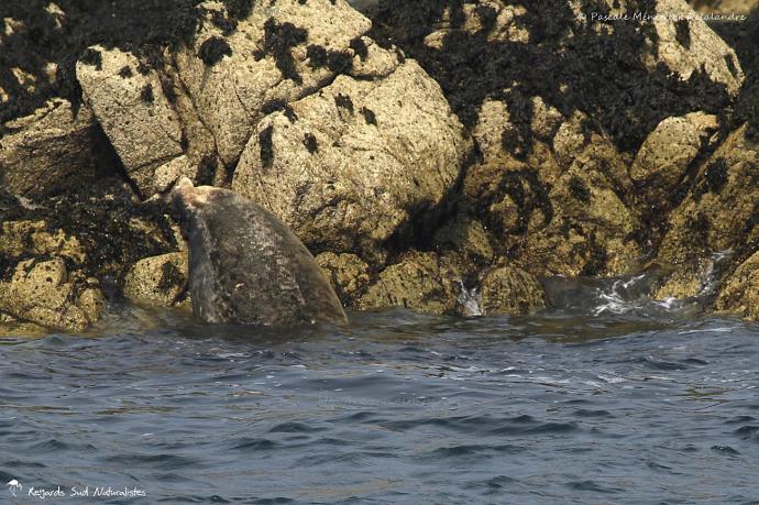 Phoque gris (Halichoerus grypus)