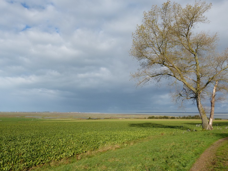 La Baie de la Somme (3) Le Cap Hornu