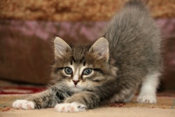 LES VACHES ET LE MAGNETISME