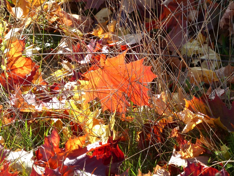 Shopping Promenade est arrivé