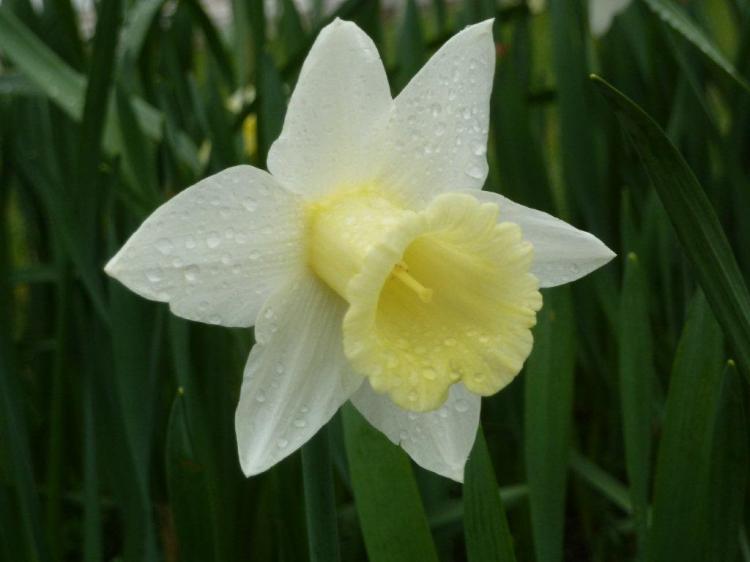 jonquilles