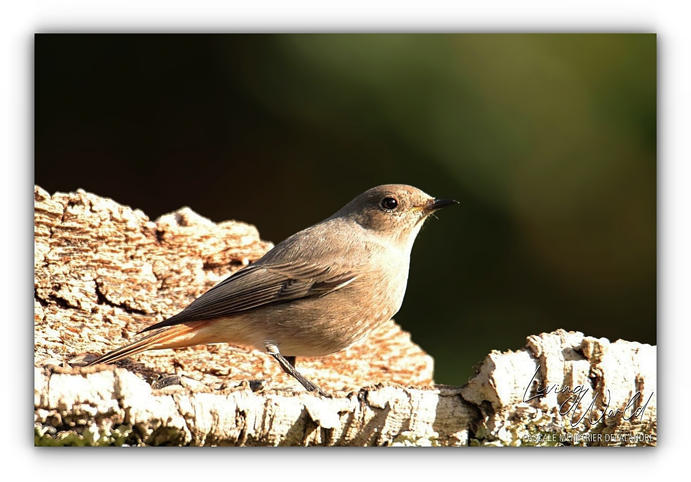 Certains Rougequeues ont décidé de rester au refuge cet hiver.