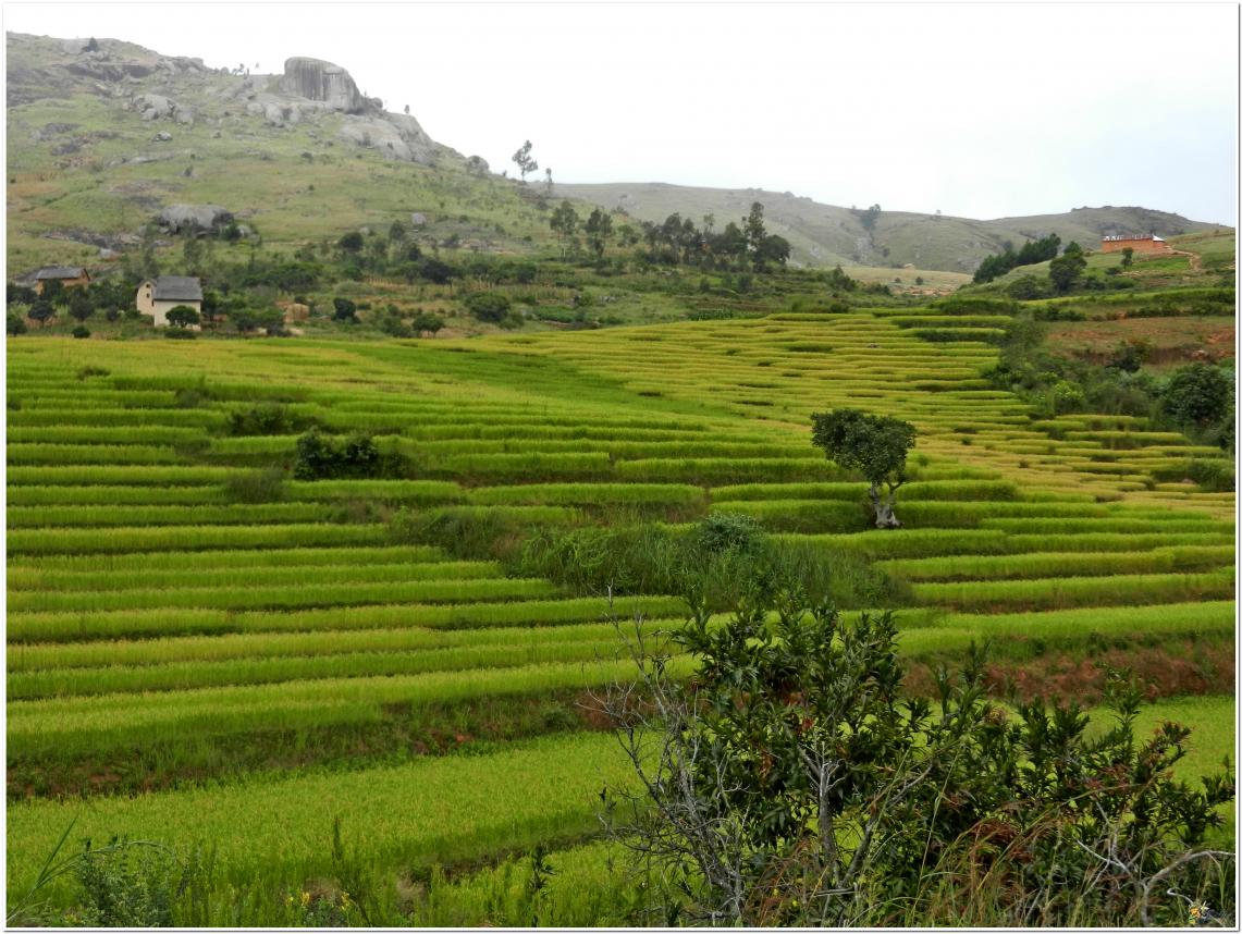 LES  RIZIERES  MALGACHE  SOUVENIRS 