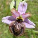 Index illustré orchidées