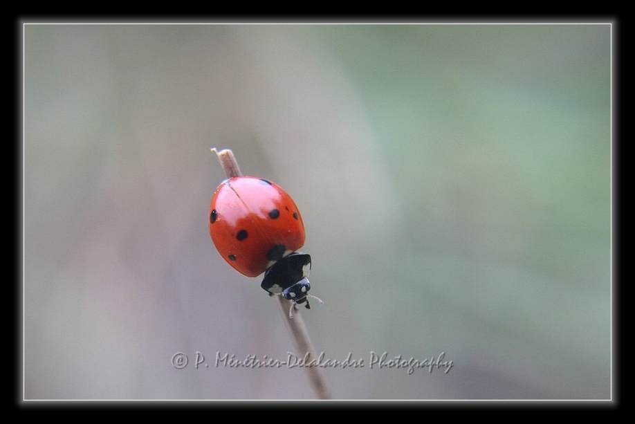 Balade d'une coccinelle...