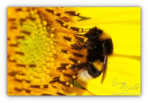 Bourdon terrestre