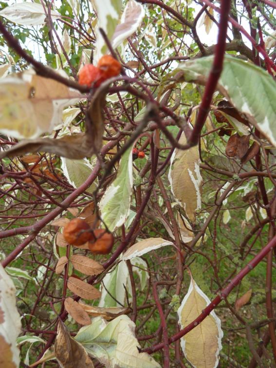 l'automne s'étire ...