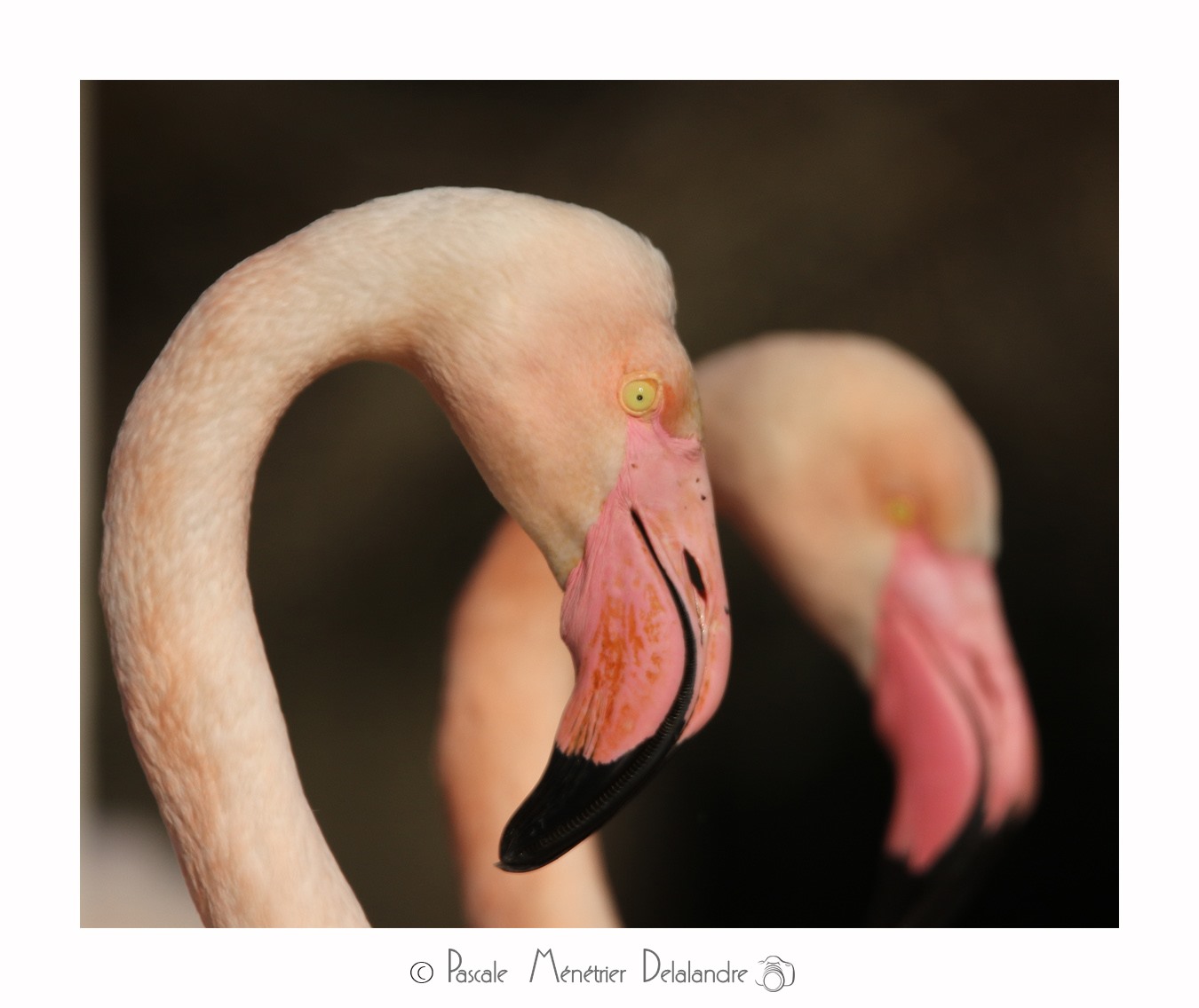 Flamants Roses