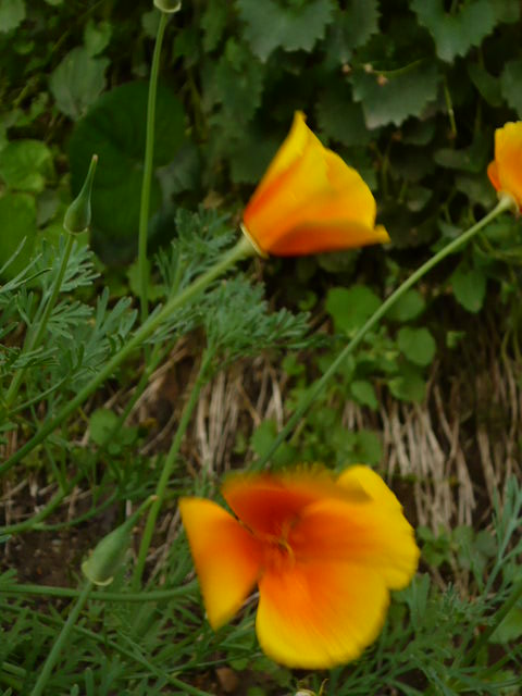les petites fleurs au jardin...