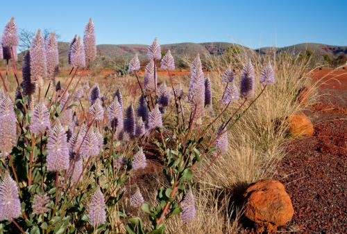 Fleurs cultivées : Ptilotus