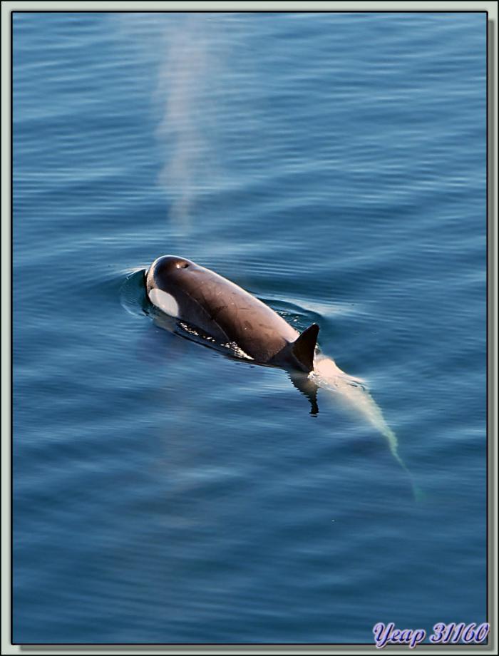 Paradise Bay: rencontre avec des orques épaulards (Killer Whale) - Péninsule Antarctique
