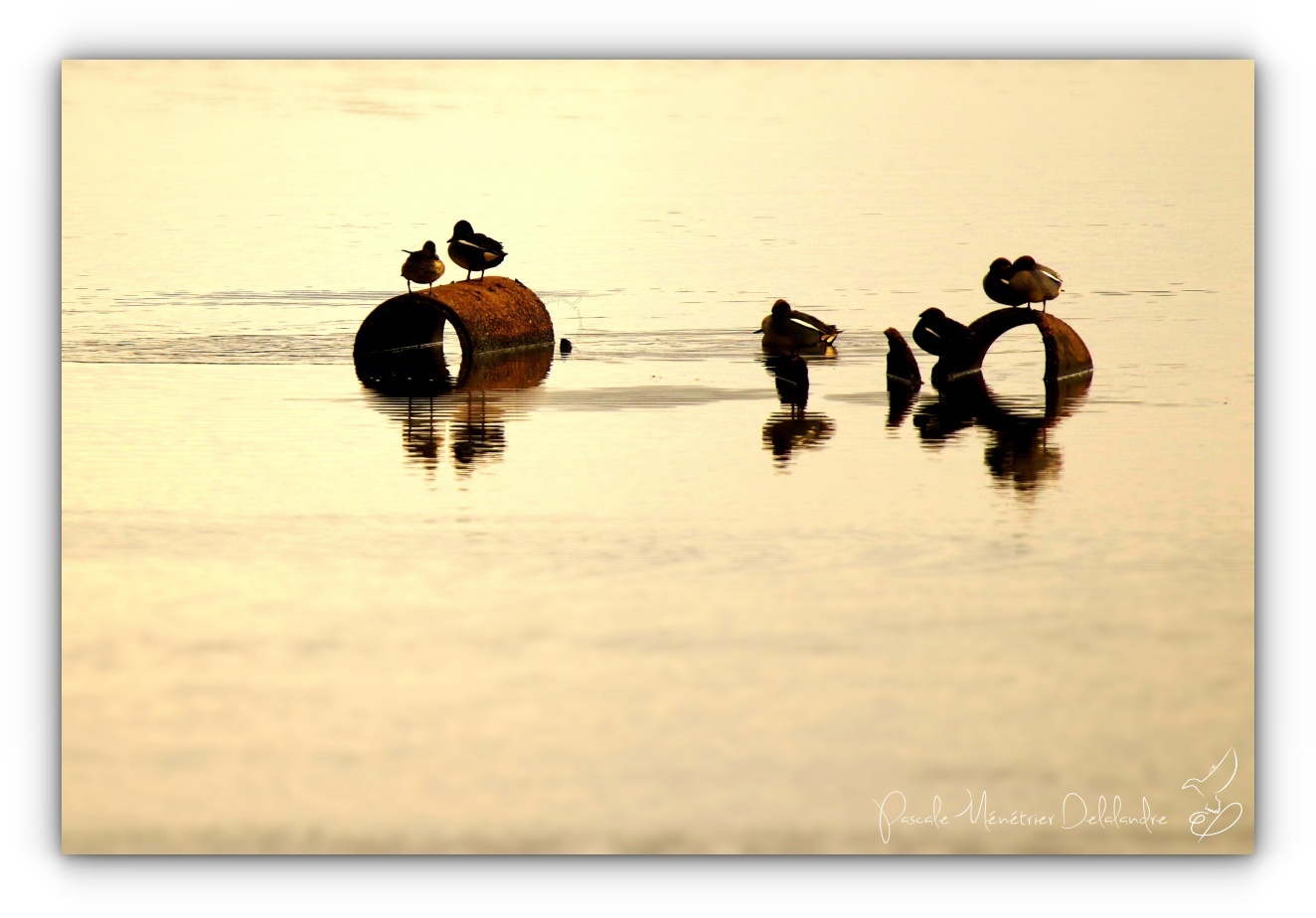 Cohabitation sur le lac...