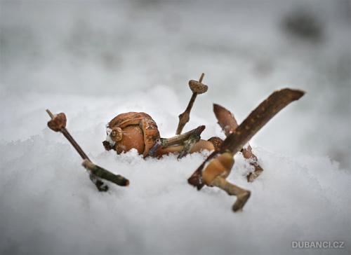 Dubanci et l'hiver
