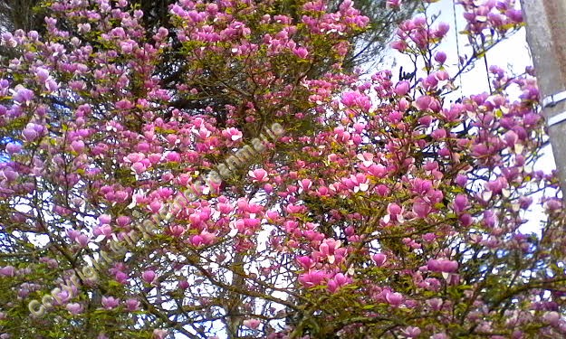 reconnaissance des vegetaux ,Le Prunus subhirtella 'Pendula Rosea et le Magnolias à feuillage caduc Magnolia de Soulange (Magnolia x soulangeana).