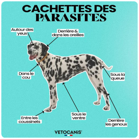 ღ꧁ღ╭⊱ꕥ  Sa Santé  ꕥ⊱╮ღ꧂ღ