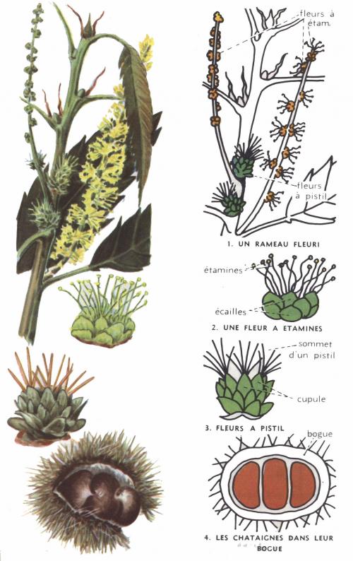 Vertus médicinales des arbres : CHÂTAIGNIER