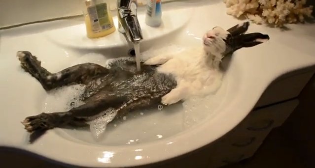 Ce lapin prend son bain