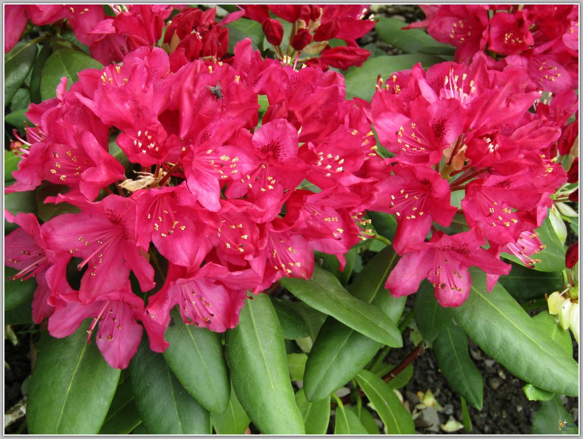 REVENONS AU JARDIN 