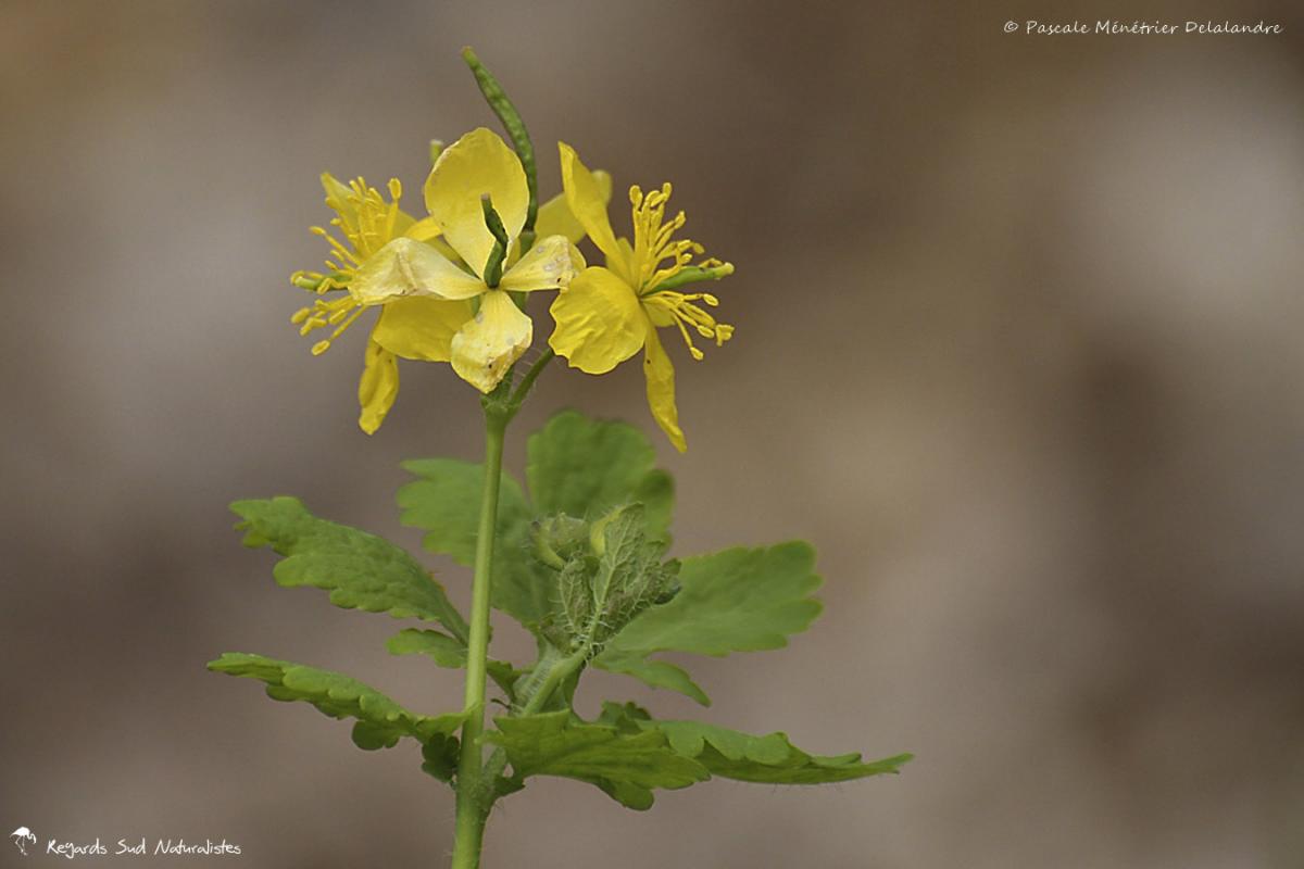 Chelidoine - Chelidonium majus L.