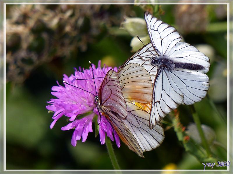 Papillon Gazé ou Piéride de l'aubépine (Aporia crataegi) - Varrados - Val d'Aran - Catalogne - Espagne