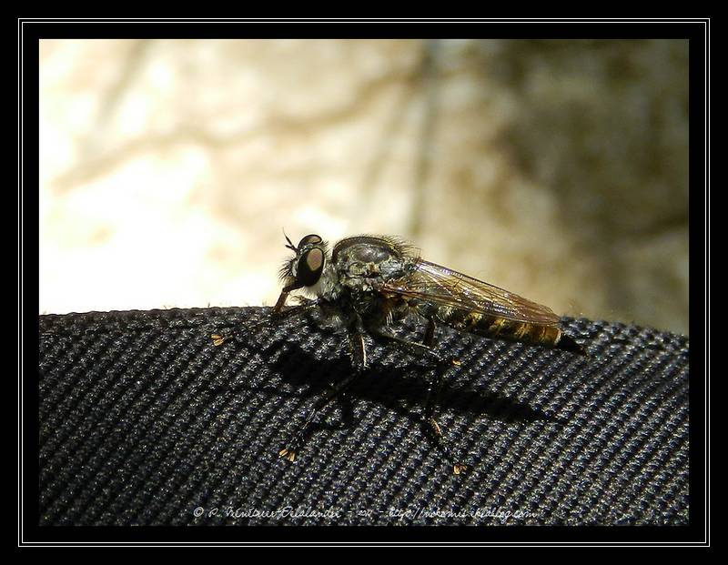Etrange bestiole...