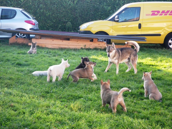 Visites chien