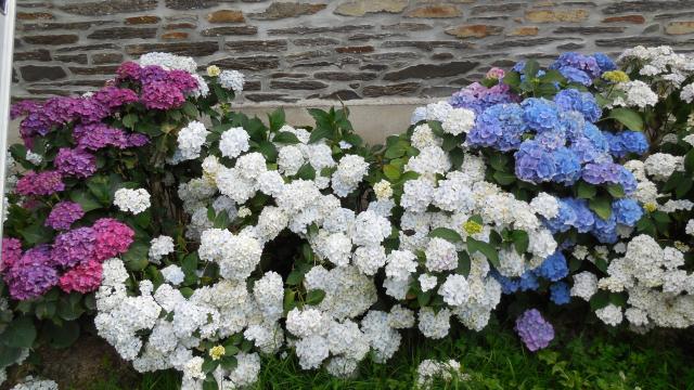 Saint-Jugon La Gacilly (56)