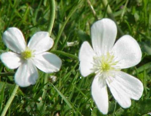 Ficaire : Fausse Renoncule