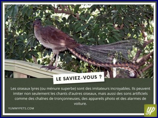 ღ꧁ღ╭⊱ꕥ   Vous le Saviez ?  ꕥ⊱╮ღ꧂ღ