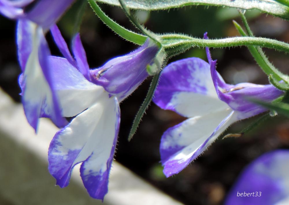 quelques fleurs en macros