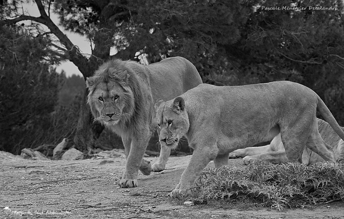 Lion et lionnes