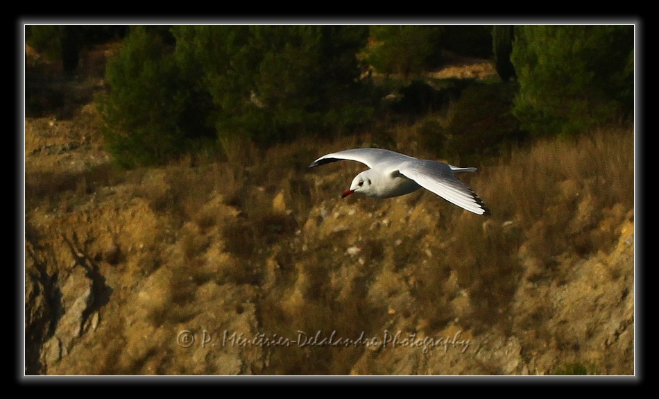 Suivi d'une Mouette rieuse...