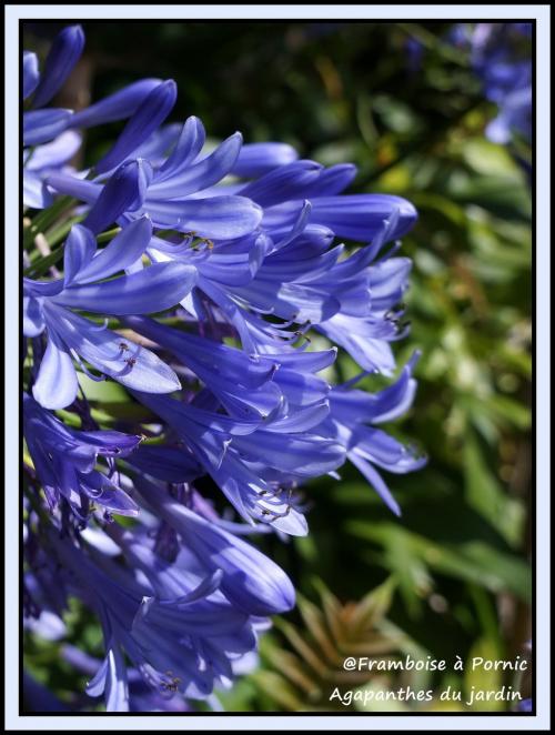 Agapanthes du jardin 