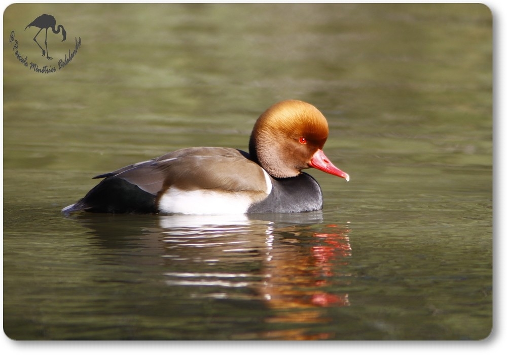 Nette rousse...