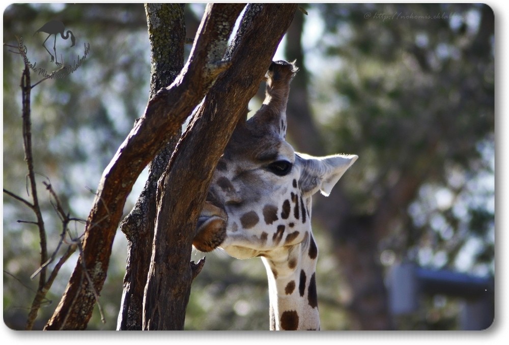 Girafe de Rothschild...