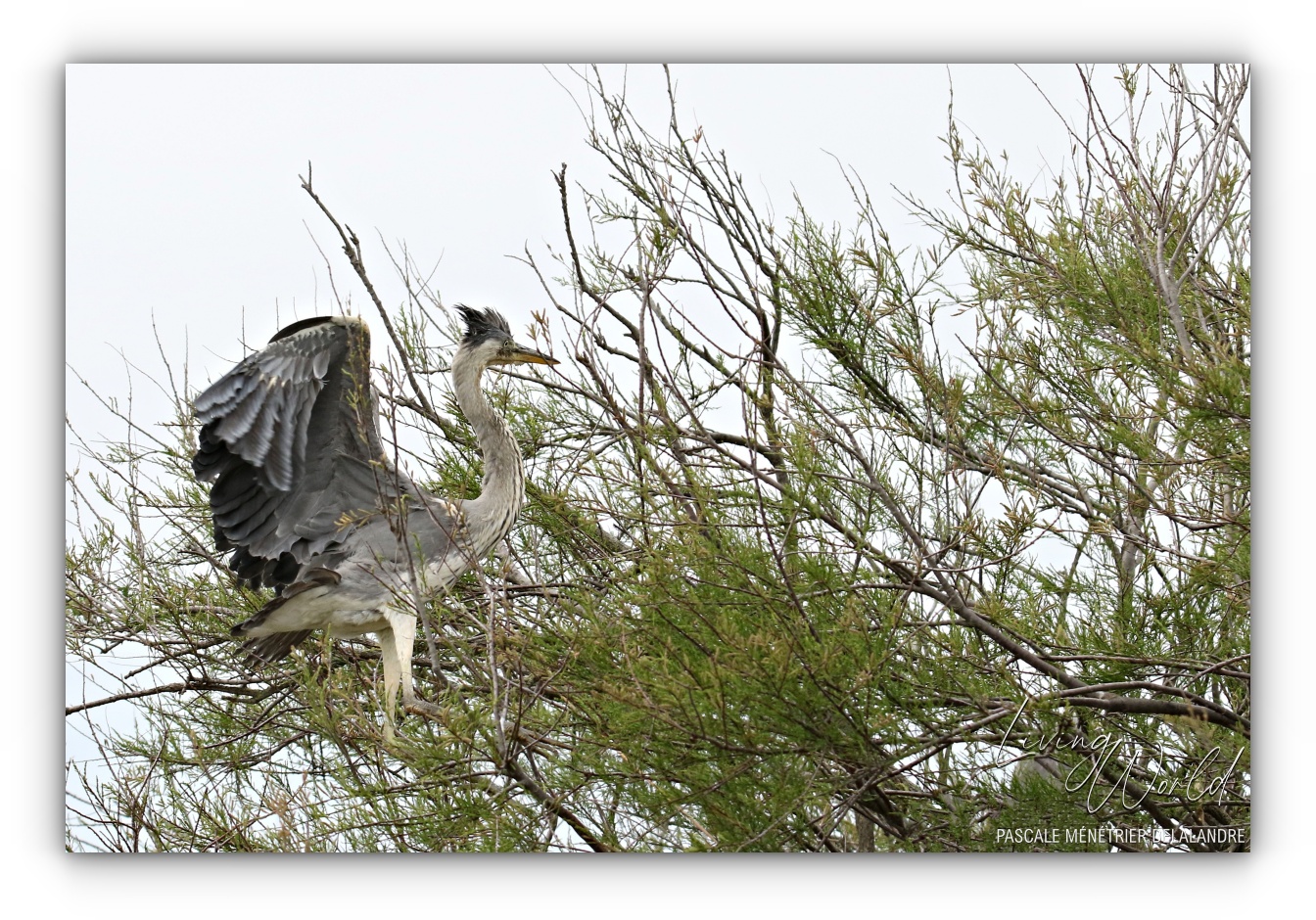 Le Héron cendré qui n'avait pas encore conscience de son poids.