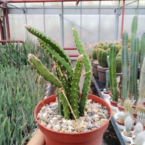 Fleurs cultivées :Selenicereus grandiflorus
