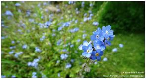 Pornic, Jardin Naturel d'Hirondelle - 2016
