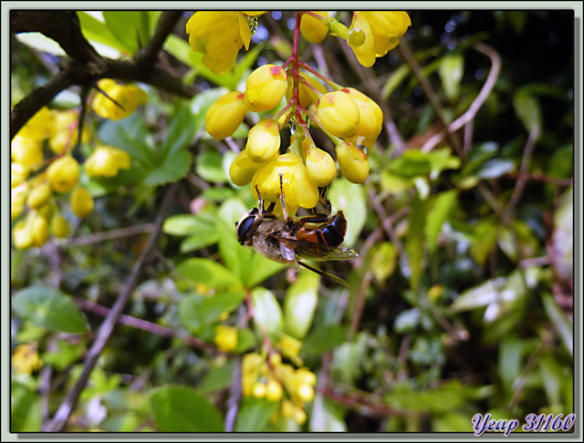 Blog de images-du-pays-des-ours : Images du Pays des Ours (et d'ailleurs ...), Berberis asiatica et sa mouche (Syrphe??) - Nagarkot - Népal
