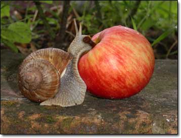 La pomme et l'escargot