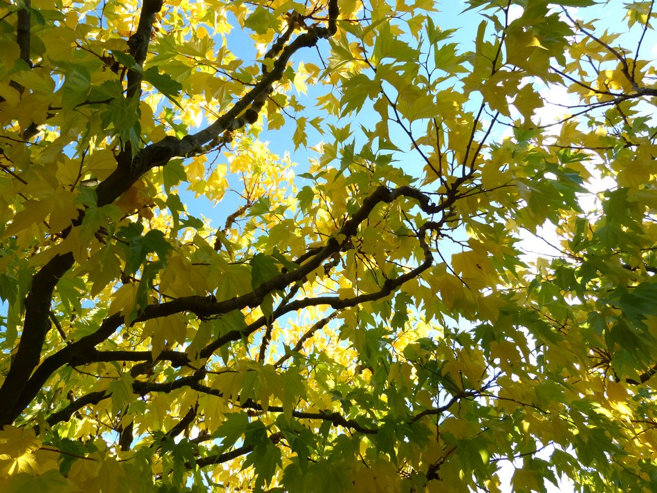 Promenade au Quartier Saint-Leu