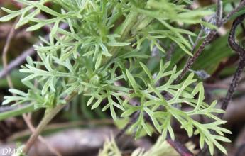 Nigella gallica  -  nigelle de France