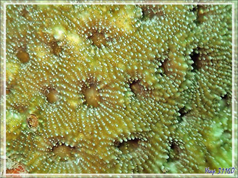 Corail : Cnidaire indéterminé - Spot Antsoha (Rocher 4ème Frère) - Tsarabanjina - Mitsio - Madagascar