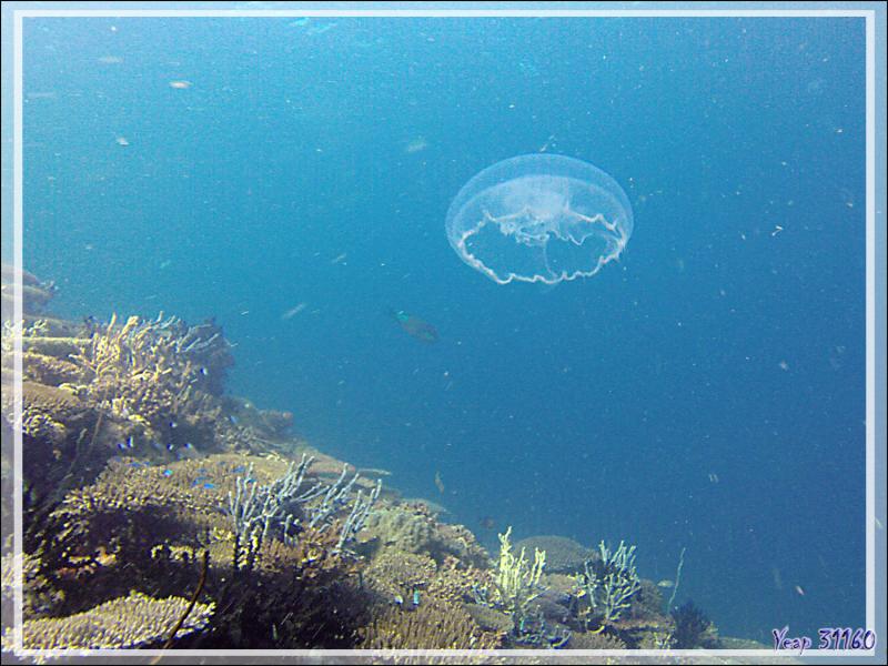 Méduse - Nosy Mitsio - Madagascar