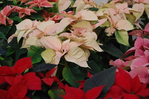 Fleurs cultivées : Poinsettia